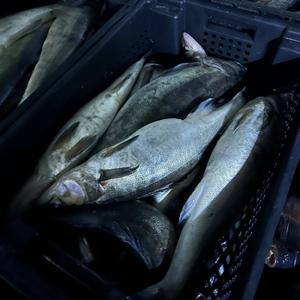 Предложение по судаку - Ладожское озеро: 
Судак 1+ Охл. Ящики 15-18 
290/310/320 нал/без ндс/с ндс 
Судак 0,5-1 Охл. Ящики 15-18 кг 
240/256/264 нал/без ндс/с ндс