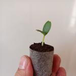 О торфяной пробке "САФИТ АГРО"