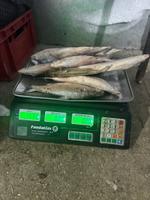 Пелядь, сырок мороженый