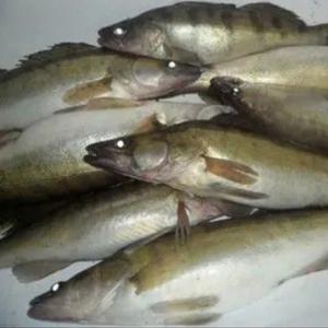 Судак мелкий бершики