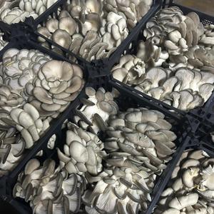 Вешенка свежая