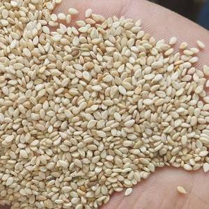 кунжутное семя