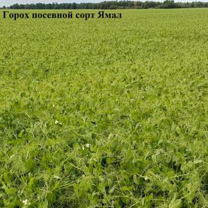 Горох посевной сорт Ямал