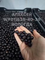 Черноплодная рябина шоковая заморозка 2025 г