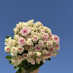 Роза куст Хорошее настроение