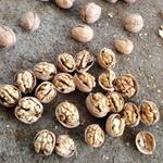 Греческие орехи из Синьцзяня — солнечная зона с идеальными условиями для роста! 20251128