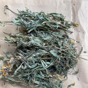 Термопсис ланцетный

Thermopsis lanceolata R.Br.

Семейство Fabaceae

Встречается от Южного Урала до Камчатки — в Западной и Восточной Сибири, Забайкалье, а также в Средней Азии, на севере Китая и Монголии.

Действующие вещества: алкалоидоы (термопсин, гомотермопсин, метилцитизин, пахикарпин, анагирин), дубильные вещества, сапонины, смолы и витамин С.

Трава термопсиса входит в состав комбинированных отхаркивающих препаратов, содержит в качестве активных веществ изохинолиновые алкалоиды. Возбуждает дыхательный и стимулирует рвотный центры. Оказывает выраженное отхаркивающее действие, проявляющееся в повышении секреторной функции бронхиальных желез, усилении активности реснитчатого эпителия и ускорении выведения секрета, повышении тонуса гладких мышц бронхов за счет центрального ваготропного эффекта.