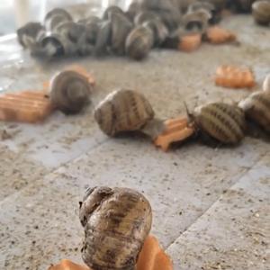 Подкормка улитки морковью