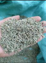 Cumin egyptian 1