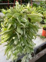 Традесканция зебрина