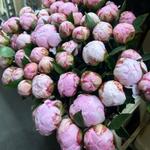 Закупка свежесрезанных цветов напрямую с плантаций Голландии, Эквадора, Колумбии и Кении предлагает