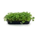 Руккола пряная