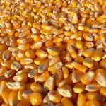 Цены на желтую кукурузу в портах России