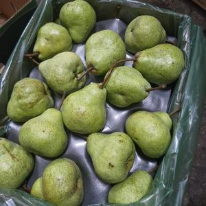 Груша Пакхам