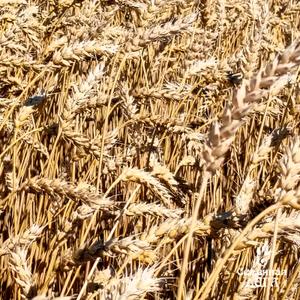 Пшеница мягкая яровая сорт Дарья