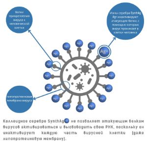 Коллоидное серебро SynthAG инактивирует каждую часть вирусной клетки.