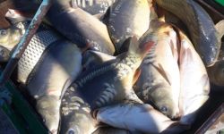 Продажа прудовой рыбы оптом (карп, амур, толстолобик)