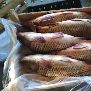 Сазан свежемороженный