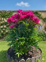 Опора круглая Знатный САД для цветов Пион