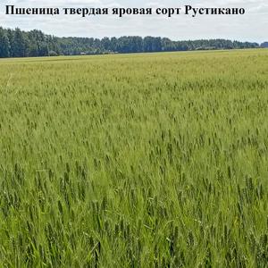 Пшеница твердая яровая сорт Рустикано