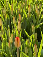 тюльпаны оптом от производителя