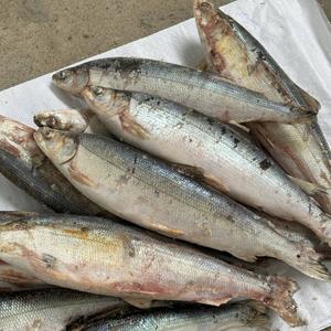Омуль морской