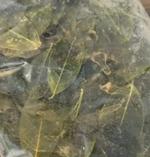 Листья лайма