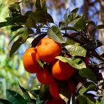 Сезон абхазских мандаринов