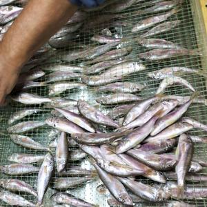 Барабулька вялка