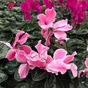 Цикламен  персидский