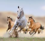 Mustang Cadoret Corporation — cырьевые товары