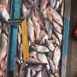 Вкусная недорогая красивая рыба - чебак сорога(сибирская плотва) 16-22см 22-25см