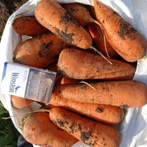 Морковь сорт Абако хорошего качества и сладкая, сочная на вкус , продаем оптом от 10 тонн, фасовка мешок, включена в цену.