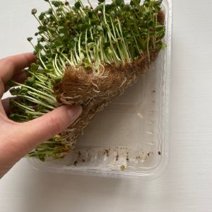набор с лотком для выращивания микрозелени