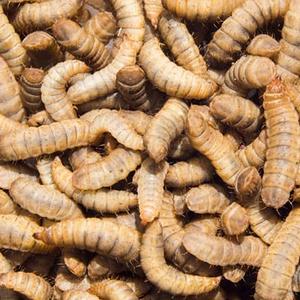 Живая/замороженная личинка Черной Львинки