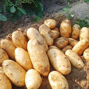 Картофель сорт спунта