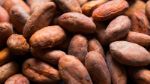 Какао-бобы, сорт "Криолло", ПЕРУ