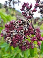 Семена Эводии Даниэля