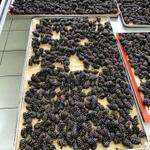 Вяленая сосновая шишка в сосновом сиропе ДАРЫ-ЮГРЫ-ХМАО