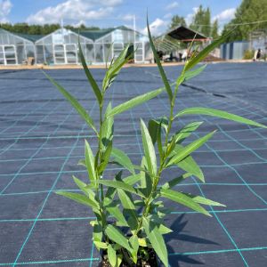 Ива буллата в р9