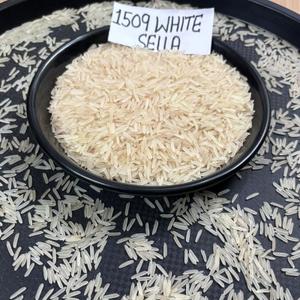 1509 basmati sella rice