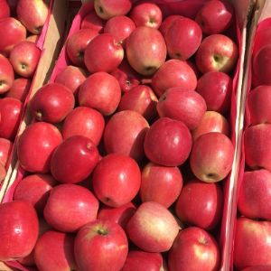 Продаем все сезонные яблоки от 20 тонн партия.