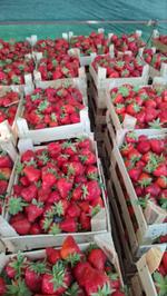 Свежая клубника Kyrgyzstan