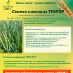 Новый сорт пшеницы мягкой яровой сорт Тингер
