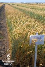 Семена пшеницы мягкой яровой Дарья