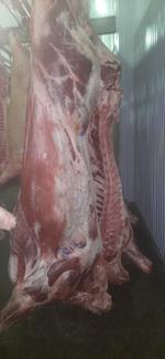 Говядина молодняк (быки)