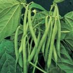 Стручковая зелёная фасоль