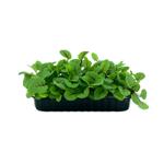 Щавель Красная Лава