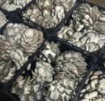 Вешенка свежая