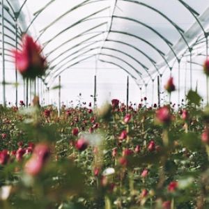 В теплице. Да, в Эквадоре розы выращивают в теплицах, что бы исключить влияние климата на цветок.